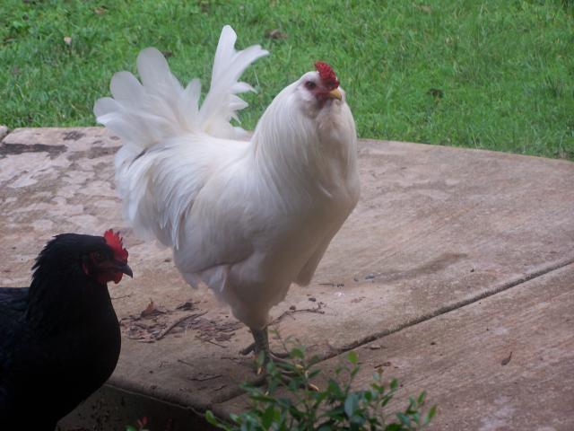 62110_100_8277.jpg