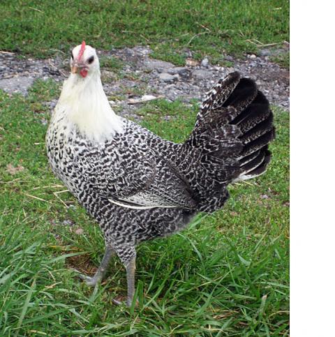 62148_eygptian_fayoumi_pullet.jpg