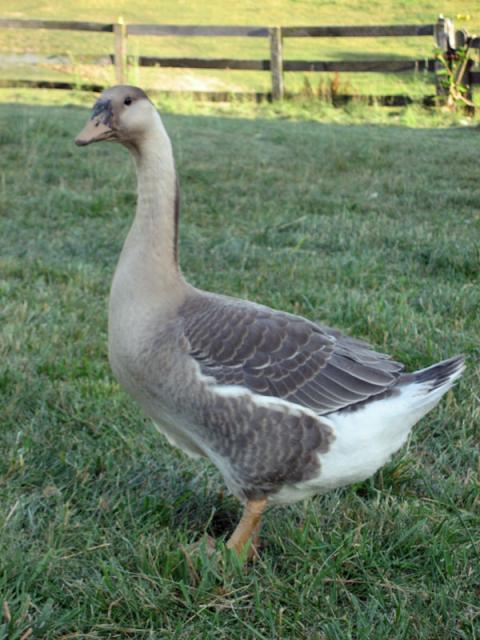 62148_geese_two_mths_old_001.jpg