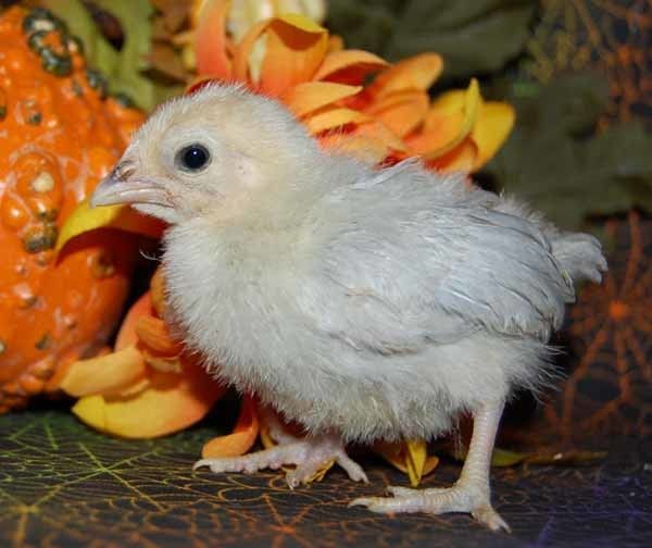 62150_blue_chick_3_sm.jpg