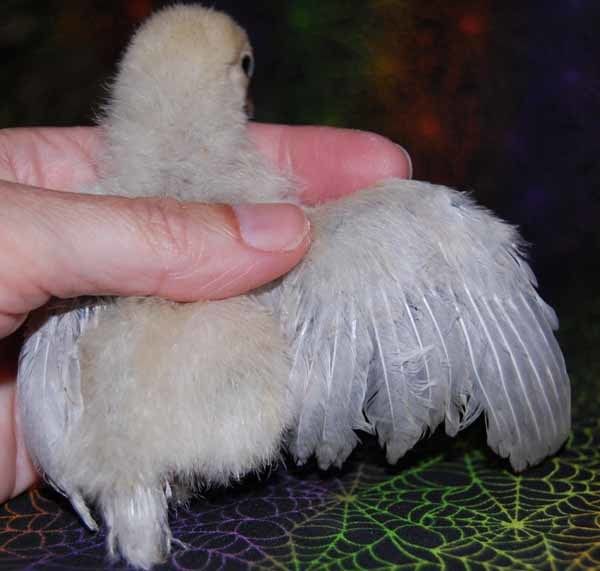 62150_blue_chick_4_sm.jpg