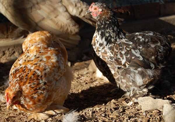 62150_more_of_ruperts_hens_10-14-10.jpg
