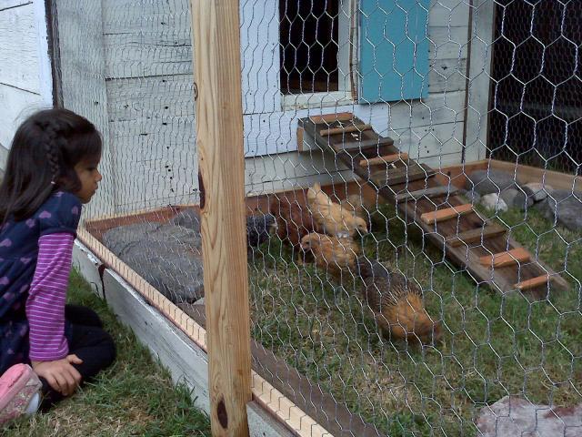 62157_chicken_watching.jpg