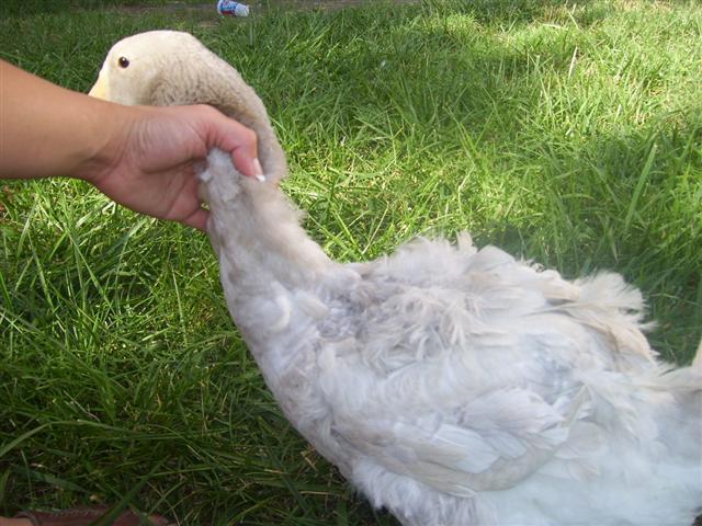 6221_000_0224_small.jpg