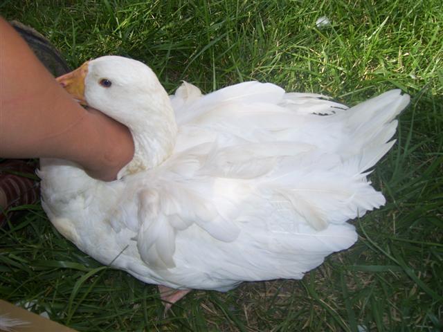6221_000_0240_small.jpg