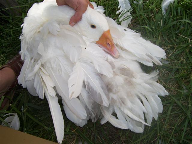 6221_000_0246_small.jpg