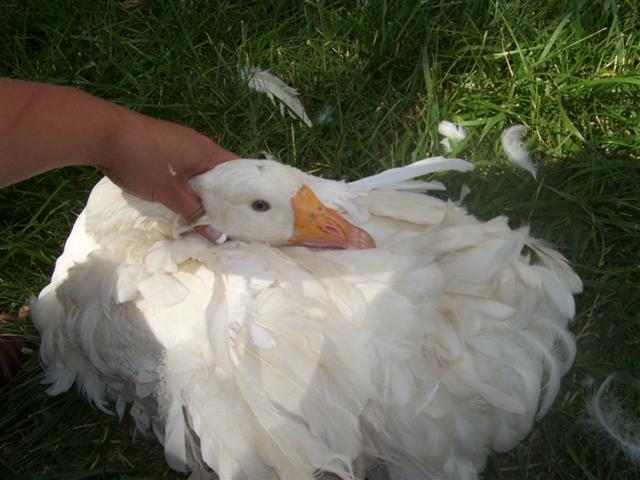 6221_000_02gf49_small.jpg