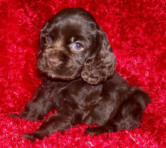 cocker spaniel puppies for sale trading post