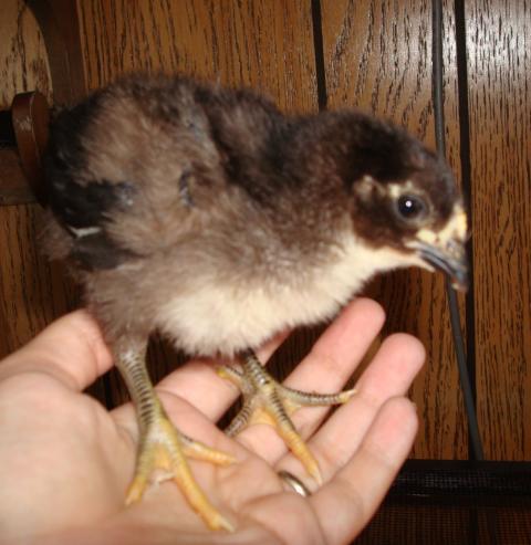 62231_chicks_008.jpg