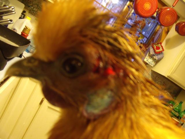 62239_chloeinjury_001.jpg