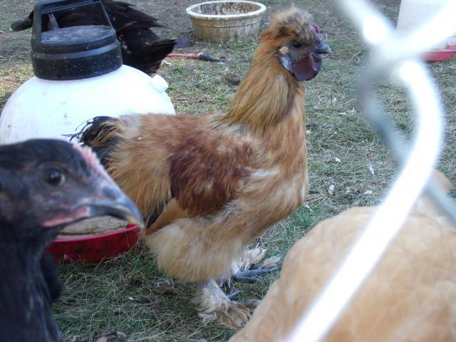 62239_chooks_on_10210_012.jpg