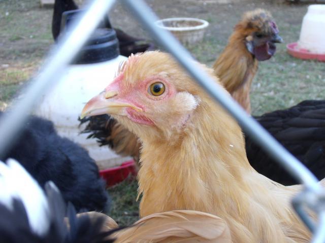 62239_chooks_on_10210_013.jpg