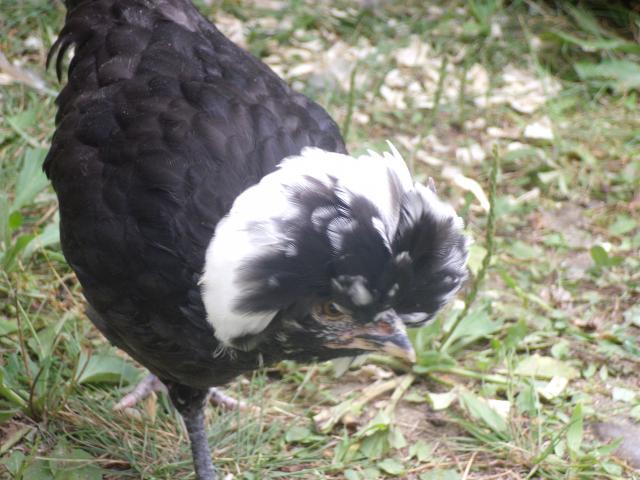 62239_moving_day_for_chooks_167.jpg