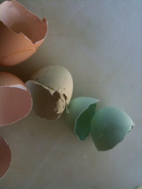 62282_eggshell.jpg