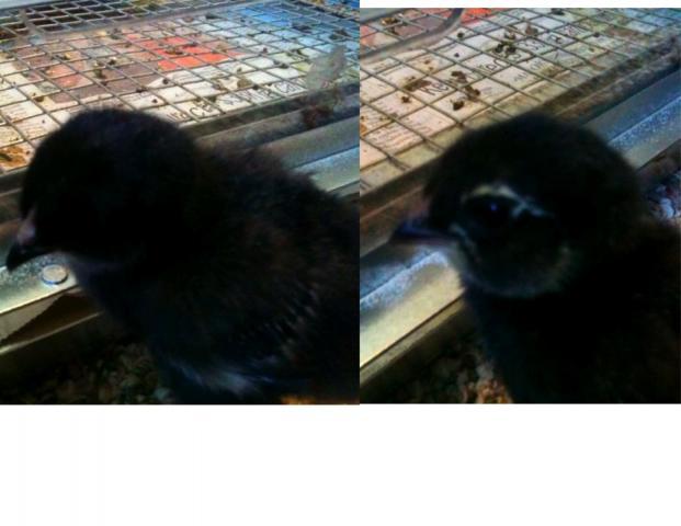62282_twochicks.jpeg