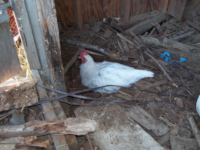 62293_authors_night_chickens_028.jpg