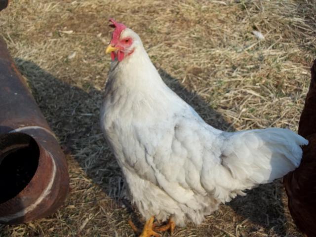 62293_authors_night_chickens_032.jpg