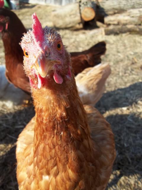 62293_authors_night_chickens_040.jpg