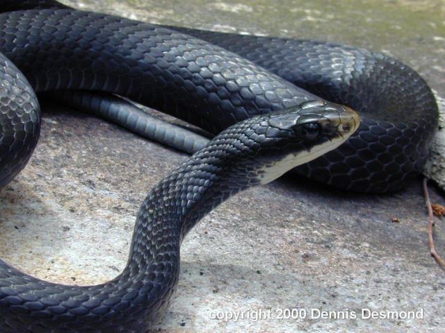 62296_blackracersnake.jpg