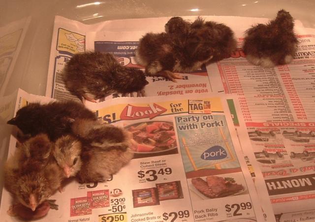 62331_chicken_016.jpg