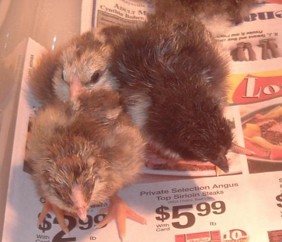 62331_chicken_017.jpg