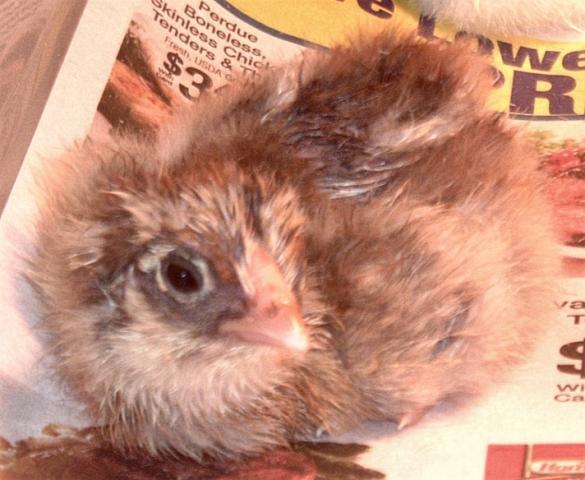 62331_chicken_019.jpg