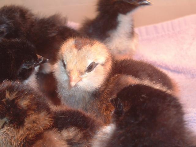 62331_chicken_022.jpg