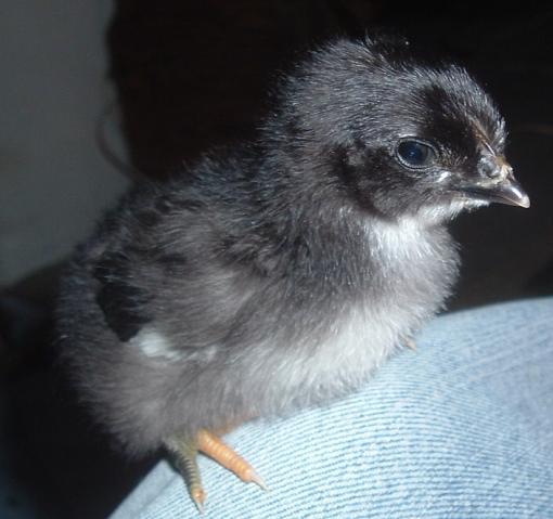 62331_chicken_034.jpg