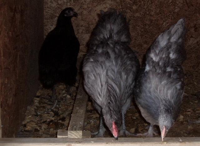 62331_chicken_037.jpg