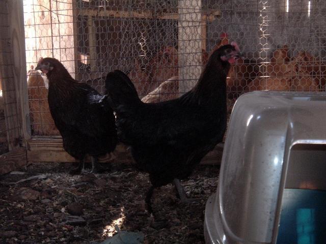 62331_chicken_039.jpg