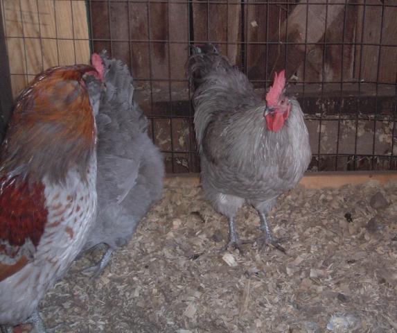 62331_chicken_040.jpg