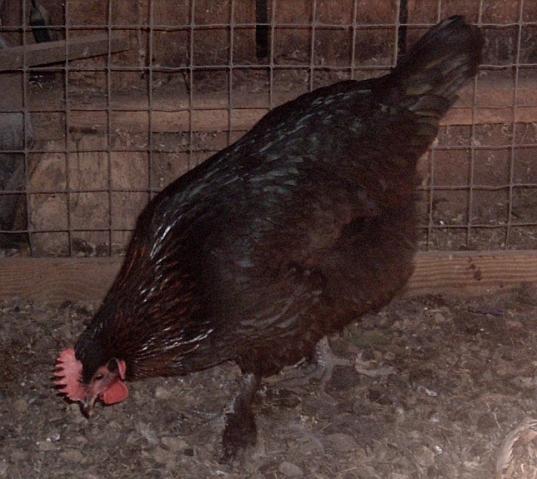 62331_chicken_077.jpg