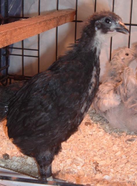 62331_peep.jpg