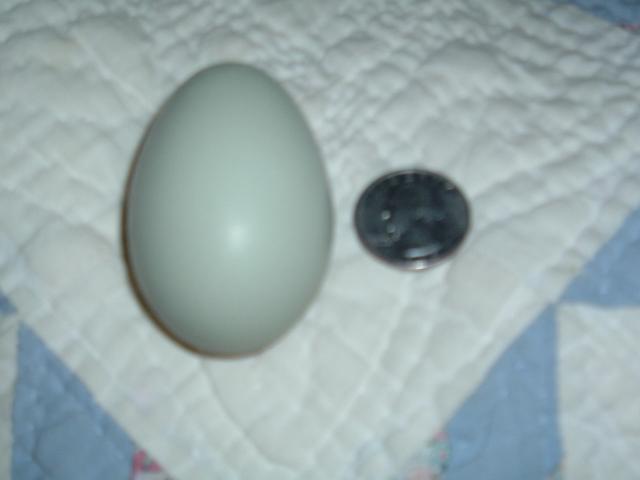 62331_pictures2_002.jpg