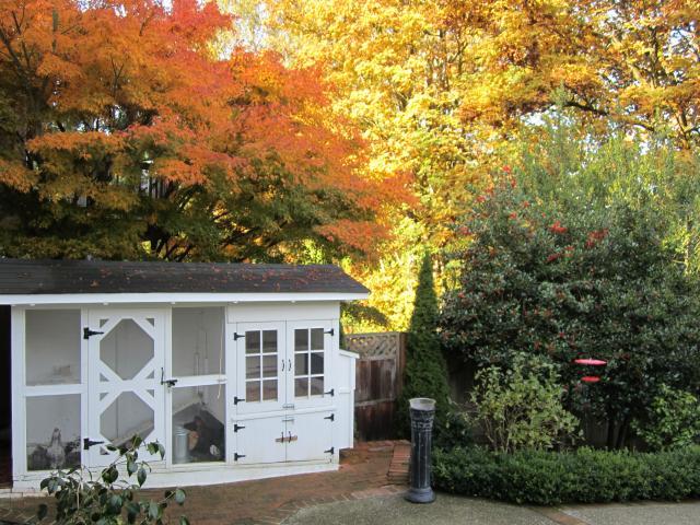 62344_coop_fall_2011.jpg
