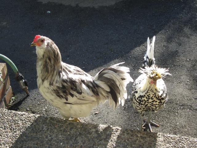 62344_dottie_2.jpg