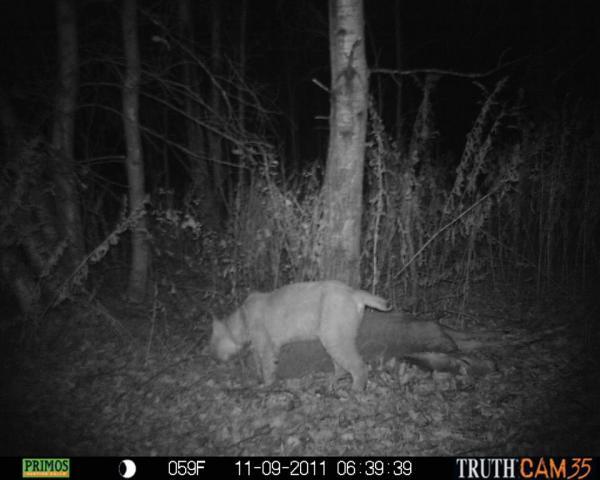 62375_bobcat4.jpg