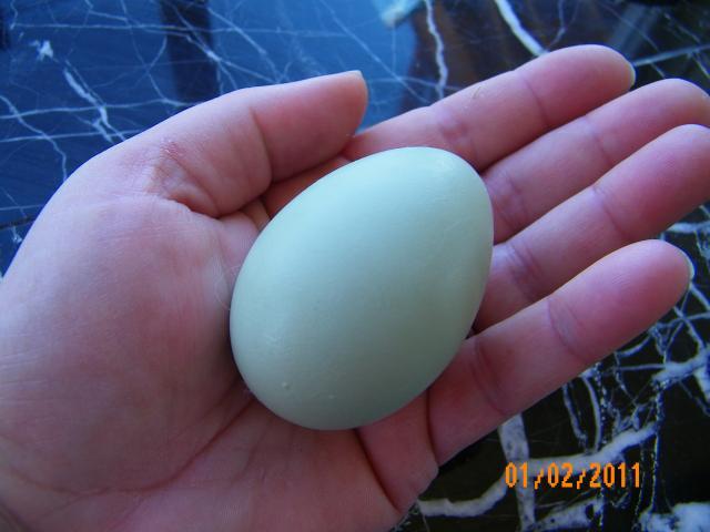 62389_1st_egg_in_hand.jpg