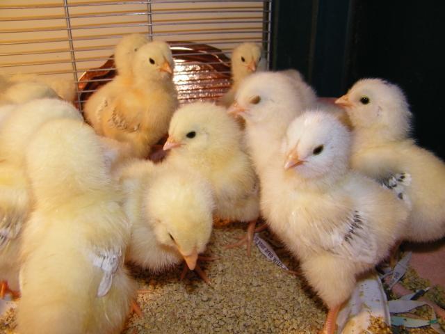 62389_chicks_hatched_6-23-10_018.jpg