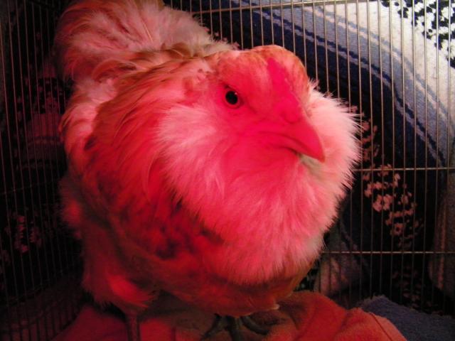 62389_clara_cluck_002.jpg