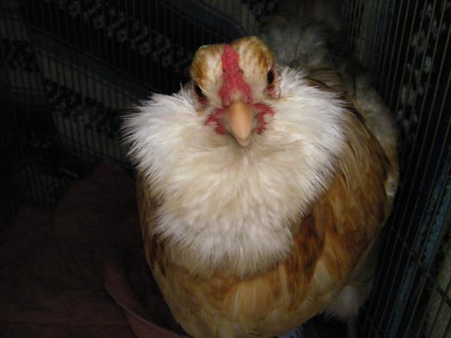 62389_clara_cluck_010.jpg