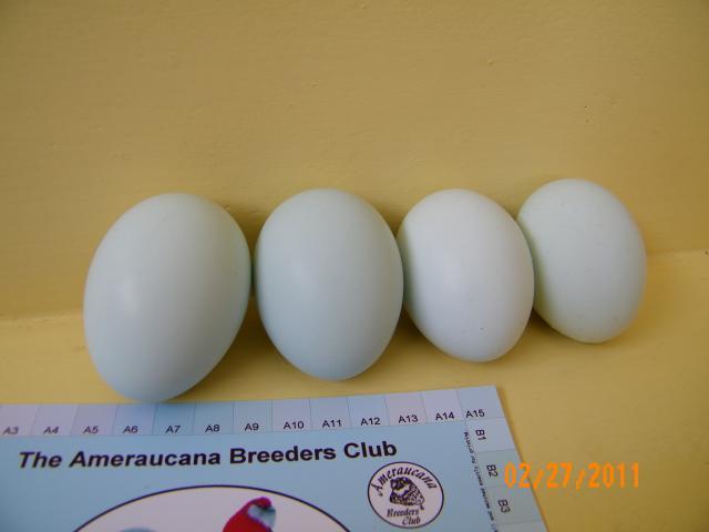 62389_eggs_002.jpg