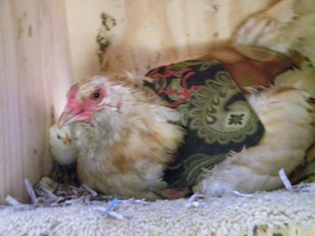 62389_kalliopis_chicks_001.jpg