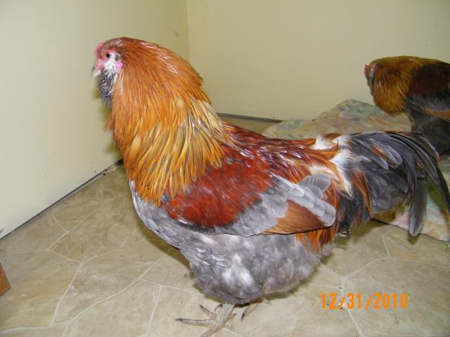 62389_koko_side_1.jpg