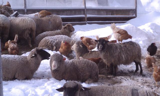 62392_sheep_and_chickens_1.jpg