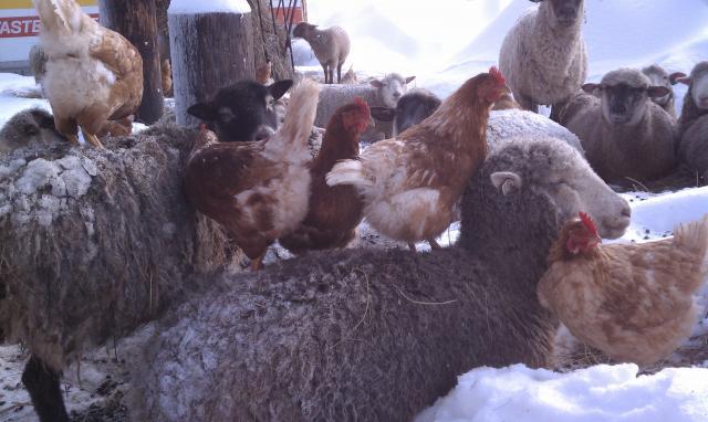 62392_sheep_and_chickens_2.jpg