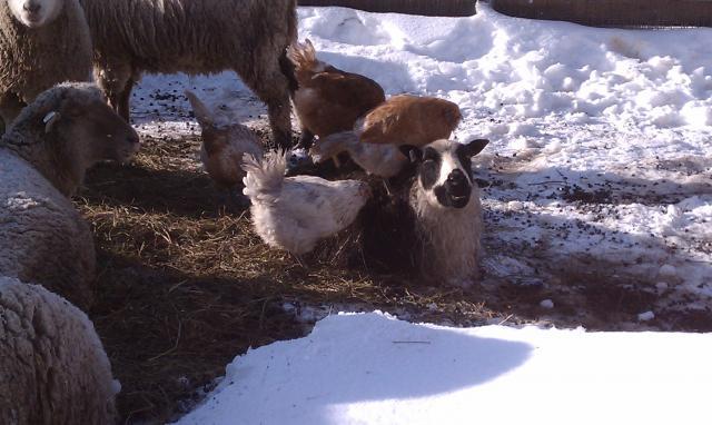 62392_sheep_and_chickens_3.jpg
