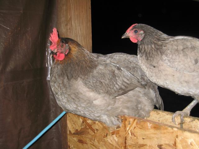 623_bluecoppermarans_001.jpg