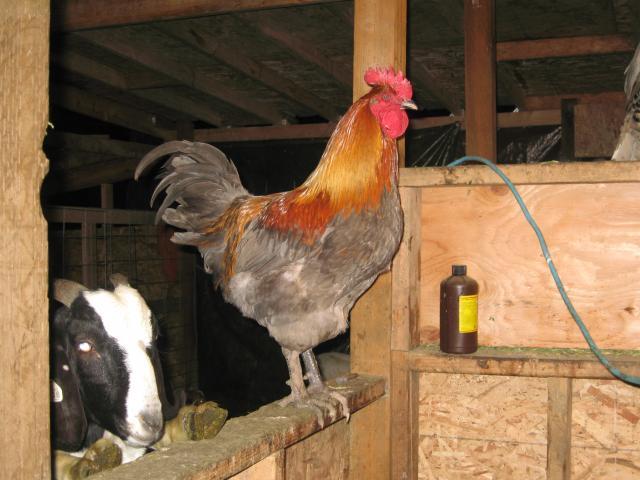 623_bluecoppermarans_002.jpg