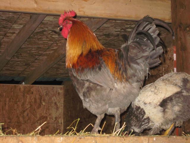 623_bluecoppermarans_005.jpg